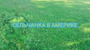 НАШ ЛЕСНОЙ ДОМИКУБОРКАСША