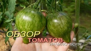 🍅Обзор ТОМАТОВ в теплице на начало июля 2026.
