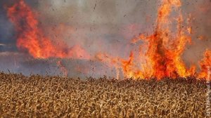 Нацисты выжигают поля с пшеницей в запорожской области,‼️🇷🇺 В Запорожской области введен режим чс