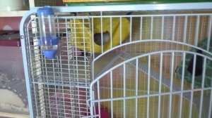 Рум-Тур по Комнате с Хомяками / Где ЖИВУТ Все Питомцы / Alisa Easy Pets