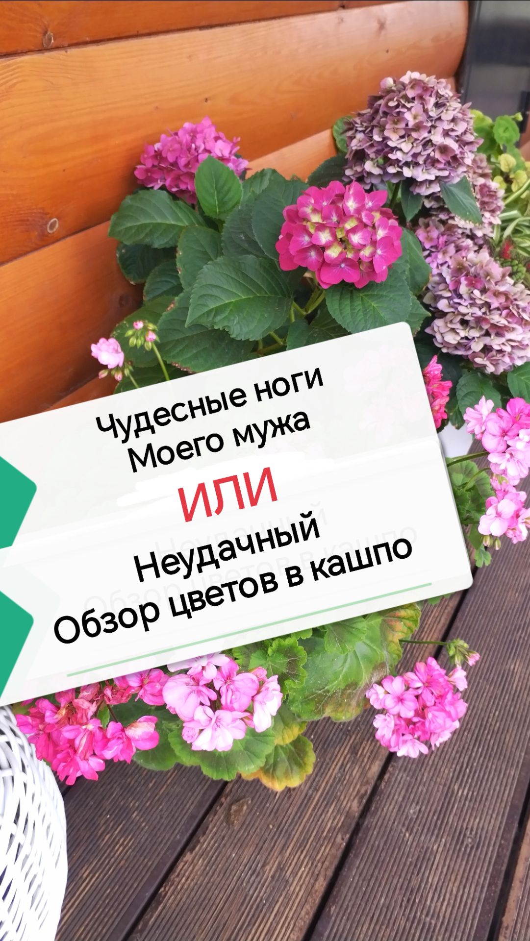 Обзор цветов в кашпо, или чудесные ноги моего мужа 😕😂 Всё пошло не по плану