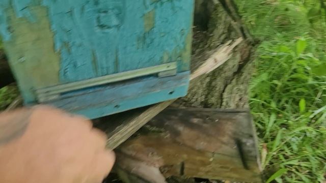 ф.85. пришёл 5 роишка.9.07.2026.г.