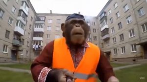 Блог обезьяны на новой работе