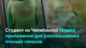 Студент из Челябинска создал приложение для распознавания птичьих голосов