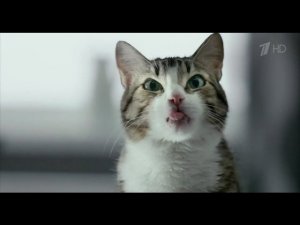 Реклама Kitekat | Китикет - Борис Фотокот