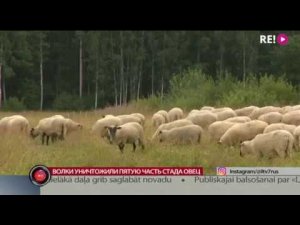 Волки уничтожили пятую часть стада овец