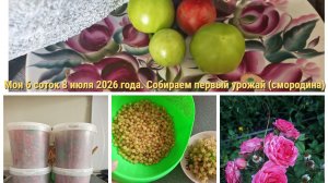 Мои 6 соток 8 июля 2026 года. Начинаем собирать урожай - смородину