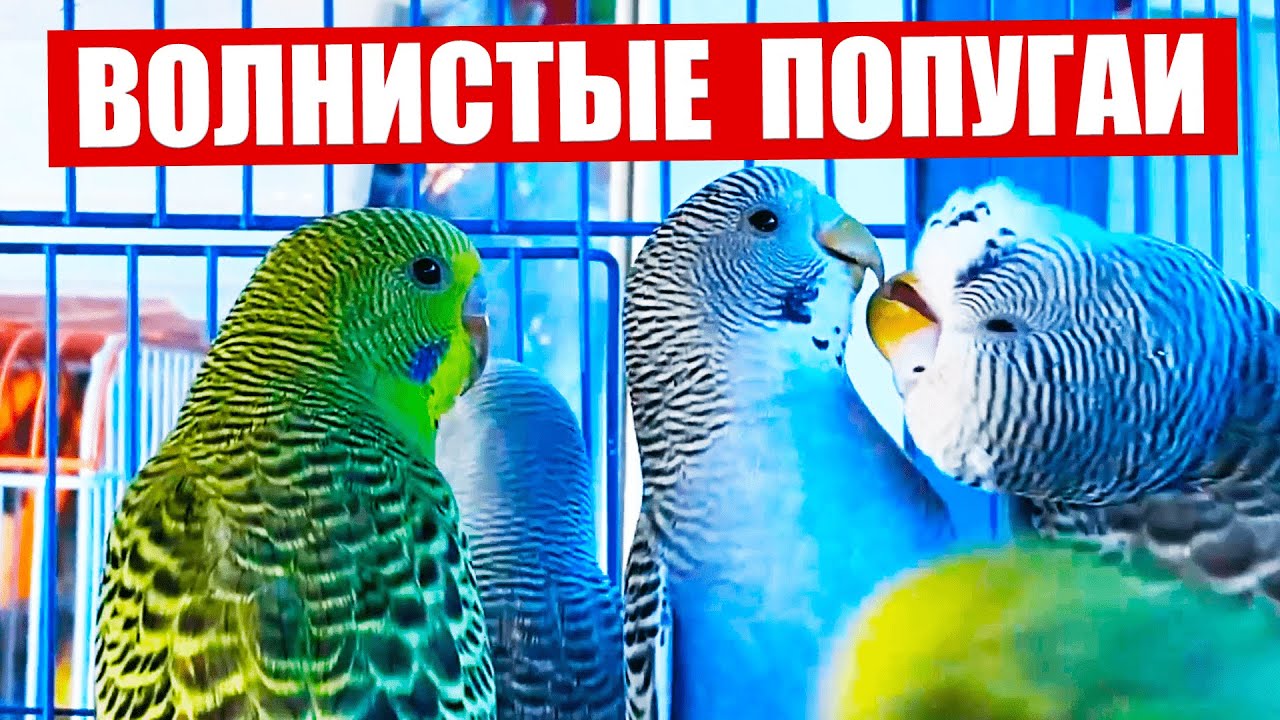 Волнистый попугай. Веселое пение и чириканье волнистых попугаев. Суперновинка! смотреть онлайн