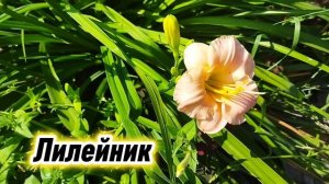 Цветы в начале июля