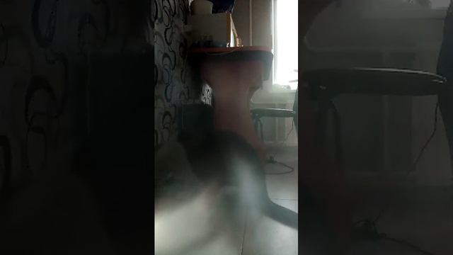 продолжение трансляции с котом смотреть онлайн