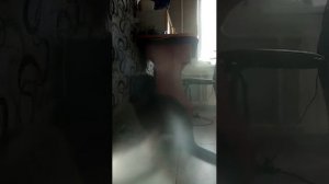 продолжение трансляции с котом