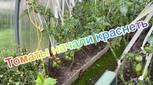Томаты краснеть начали