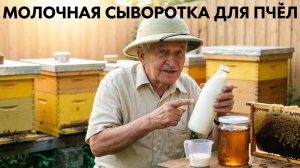 Молочная сыворотка для пчёл: стимуляция, подкормка, защита от болезней. Отвечает Кашковский 🐝🥛