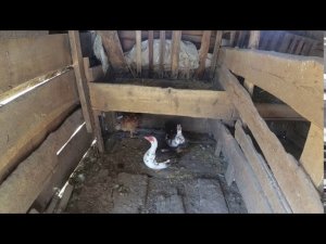 🏡Привезли Окна и курица на радостях🐔Переезд на юг сентябрь 2020