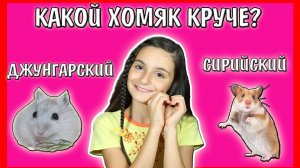СИРИЙСКИЙ ИЛИ ДЖУНГАРСКИЙ ХОМЯК? / КАКОЕ ЖИВОТНОЕ ЗАВЕСТИ? / КАКОЙ ХОМЯК ЛУЧШЕ? / Alisa Easy Pets