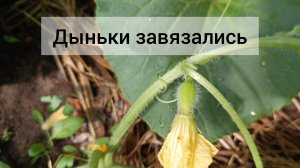 🍈 Дыни. Мой первый опыт. Подвязываю, подкармливаю. Завязи есть ☺️