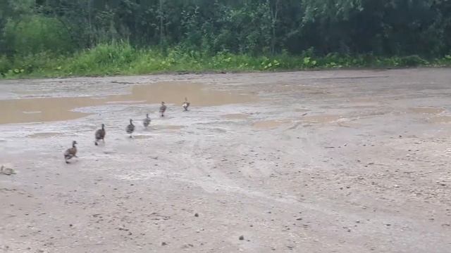 Утки в городе смотреть онлайн