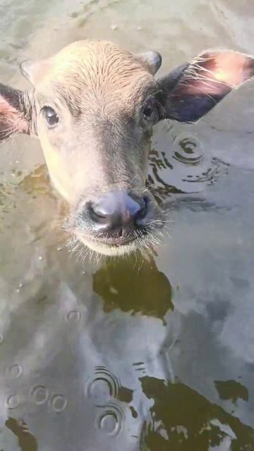 Водяной буйвол полностью оправдывает своё название