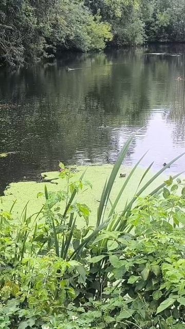 А на работе сказочный пруд. Мимо не пройти🤗 🦆🦆🦆!