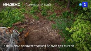В Приморье олени тестируют вольер для тигров