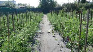 Какая красота! Ни одного сорняка в огороде! Спасибо «ЧЕРНОЙ ТРЯПОЧКЕ»!