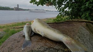 Заволжье-2 . Кто Рано Встаёт Тому Бог Подаёт . 8 июля 2026 год г Рыбинск .