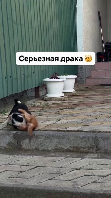 Mortal combat