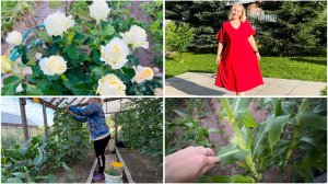 8 июля. Красное платье. Бензина НЕТ. Дачные хлопоты. ТРОМБ в НОГЕ