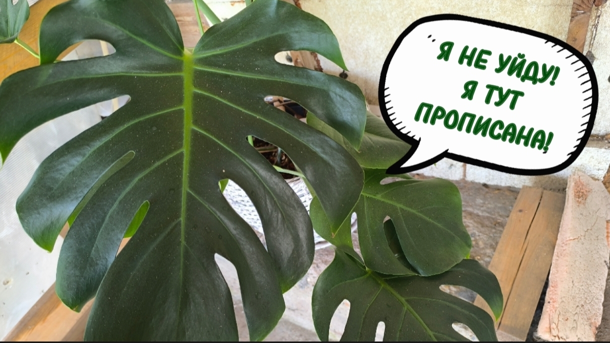 ЦВЕТОЧНАЯ 2.0 КРЫША ЕЩЁ НЕ ГОТОВА, А РАСТЕНИЯ УЖЕ ЗАНИМАЮТ МЕСТА! 09-07-2026