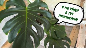 ЦВЕТОЧНАЯ 2.0 КРЫША ЕЩЁ НЕ ГОТОВА, А РАСТЕНИЯ УЖЕ ЗАНИМАЮТ МЕСТА! 09-07-2026