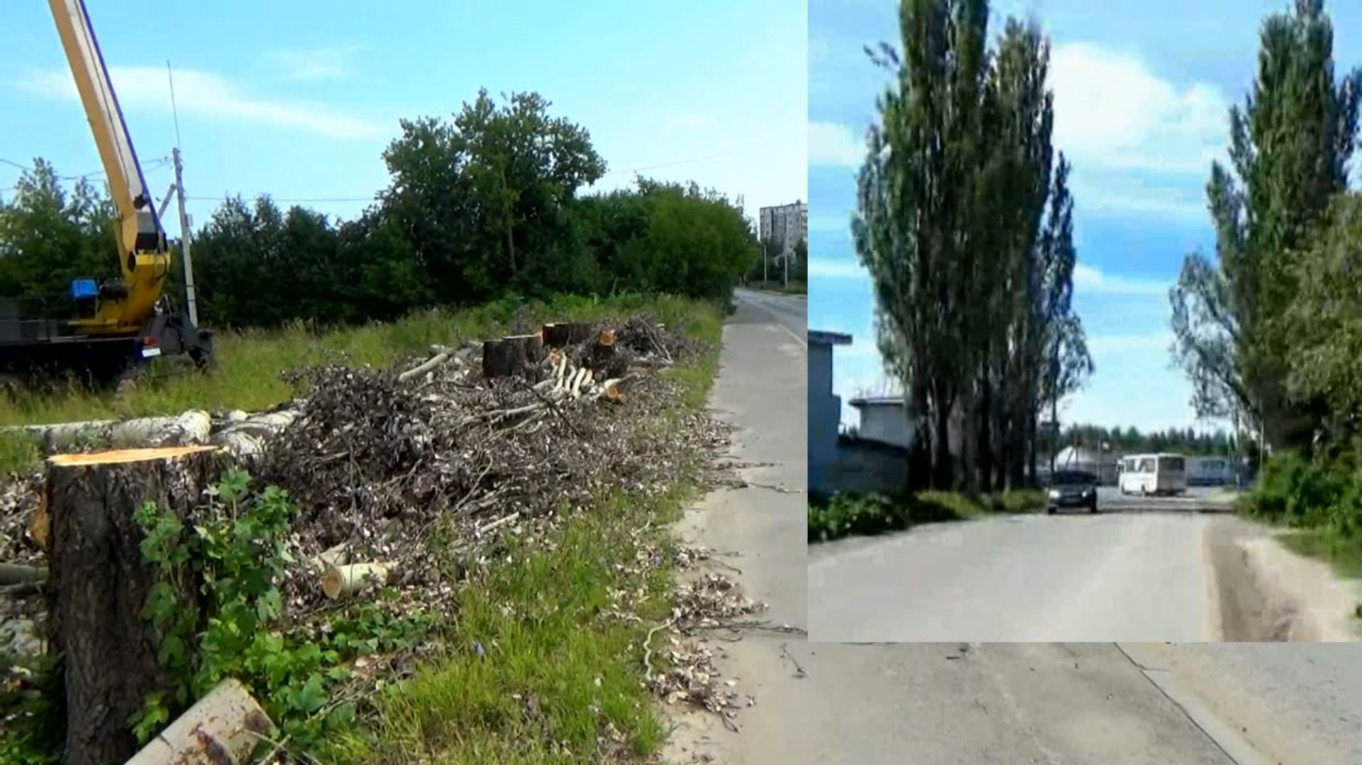 На въезде в Ефимьево в городе Вязники уничтожили тополиную аллею