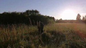 Видео привет от мамы 9 июля снова в поле за травой для бычка!