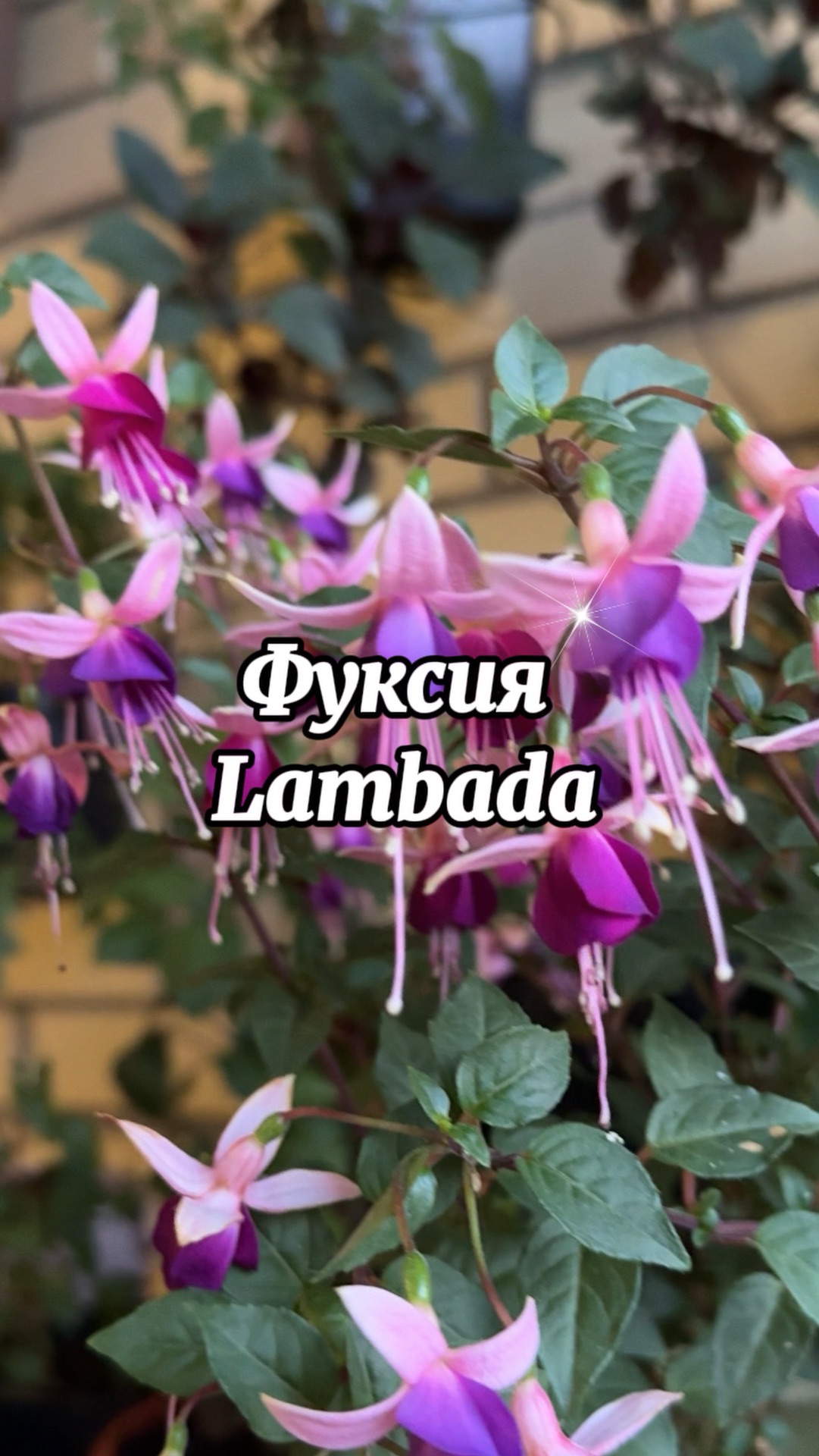 Фуксии
