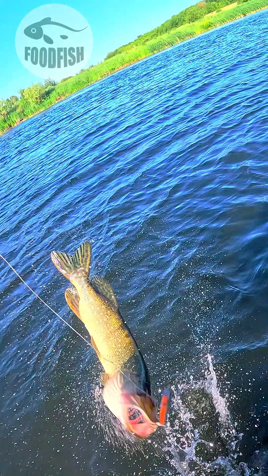 ОНА ВЕРНУЛАСЬ! Щука атаковала воблер дважды за 10 секунд! 💥🎣