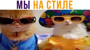 Коты на стиле))) Приколы с котами