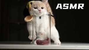 АСМР Кошка ест сыroвяленое мясо ASMR