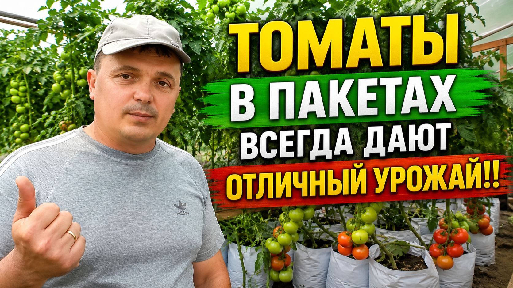 Томаты в пакетах всегда дают ОТЛИЧНЫЙ урожай! Попробуйте! смотреть онлайн