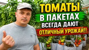Томаты в пакетах всегда дают ОТЛИЧНЫЙ урожай! Попробуйте!