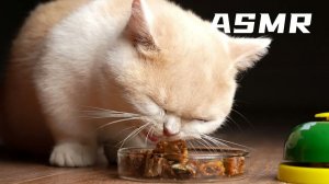 АСМР Кошка пробует сушеную рыбу