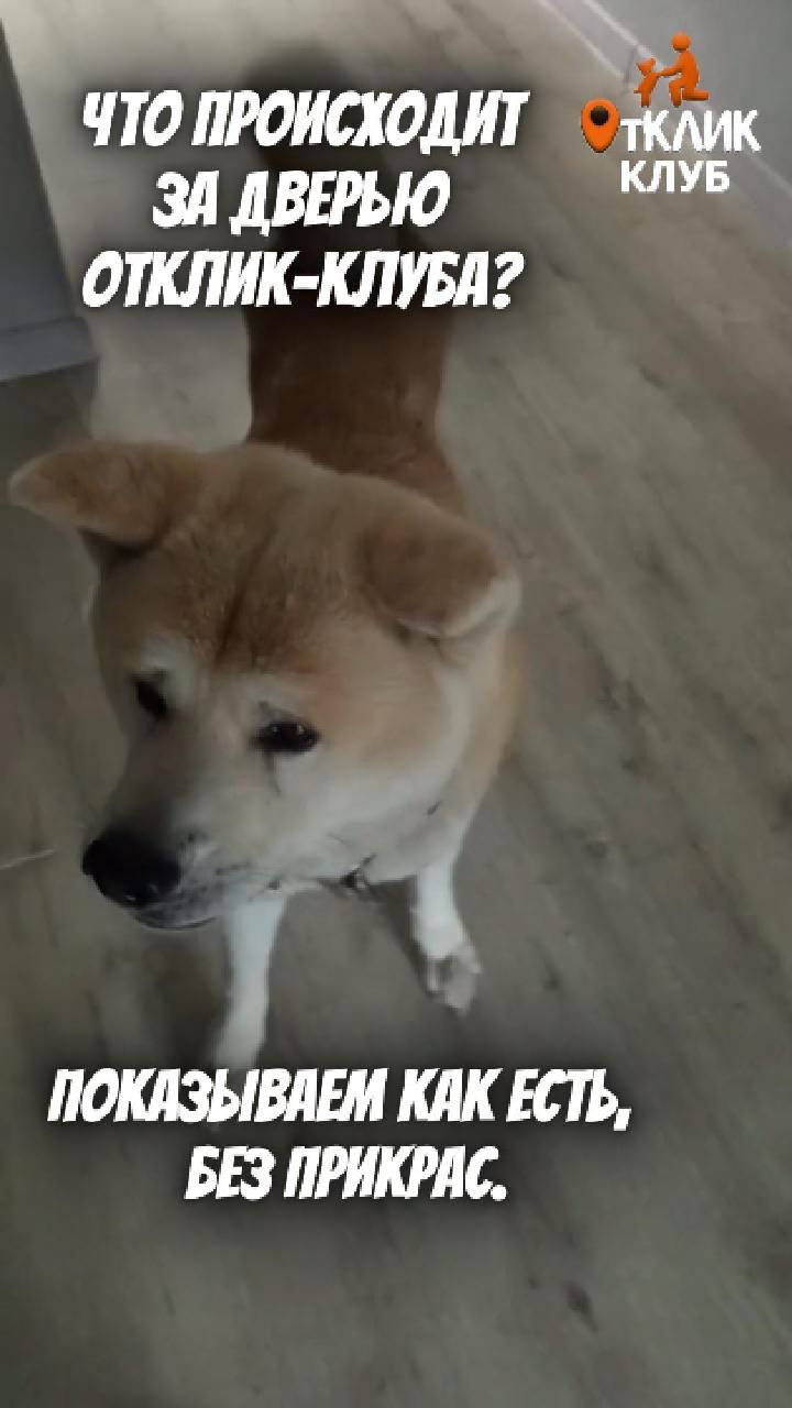 Знакомство с кликером. Воспитание собак ОтКлик-Клуб