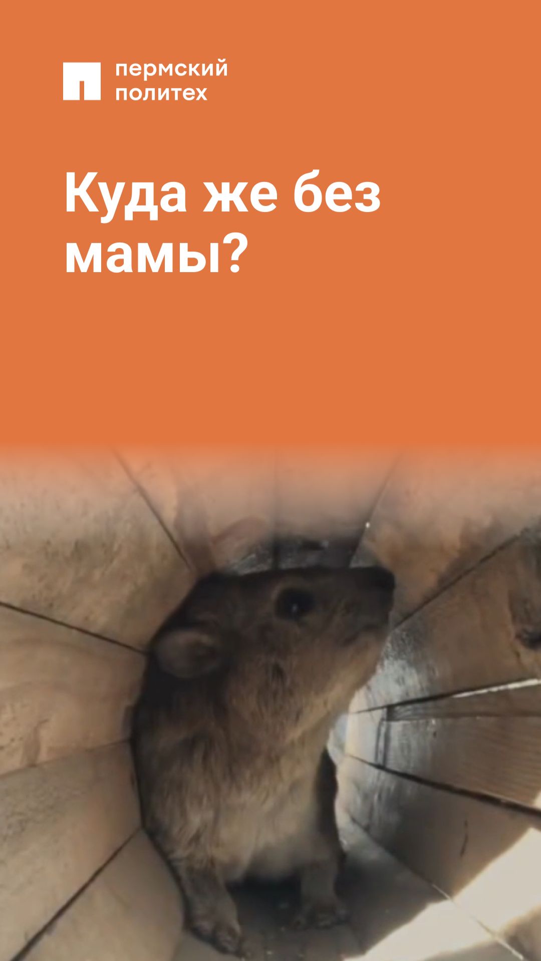 Куда же без мамы?