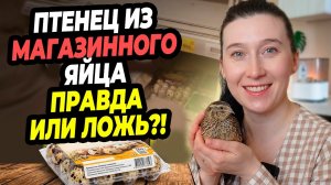 Признались во всём! Спустя 2 года раскрыли ВСЮ ПРАВДУ про птенца из магазинного яйца. 🐣