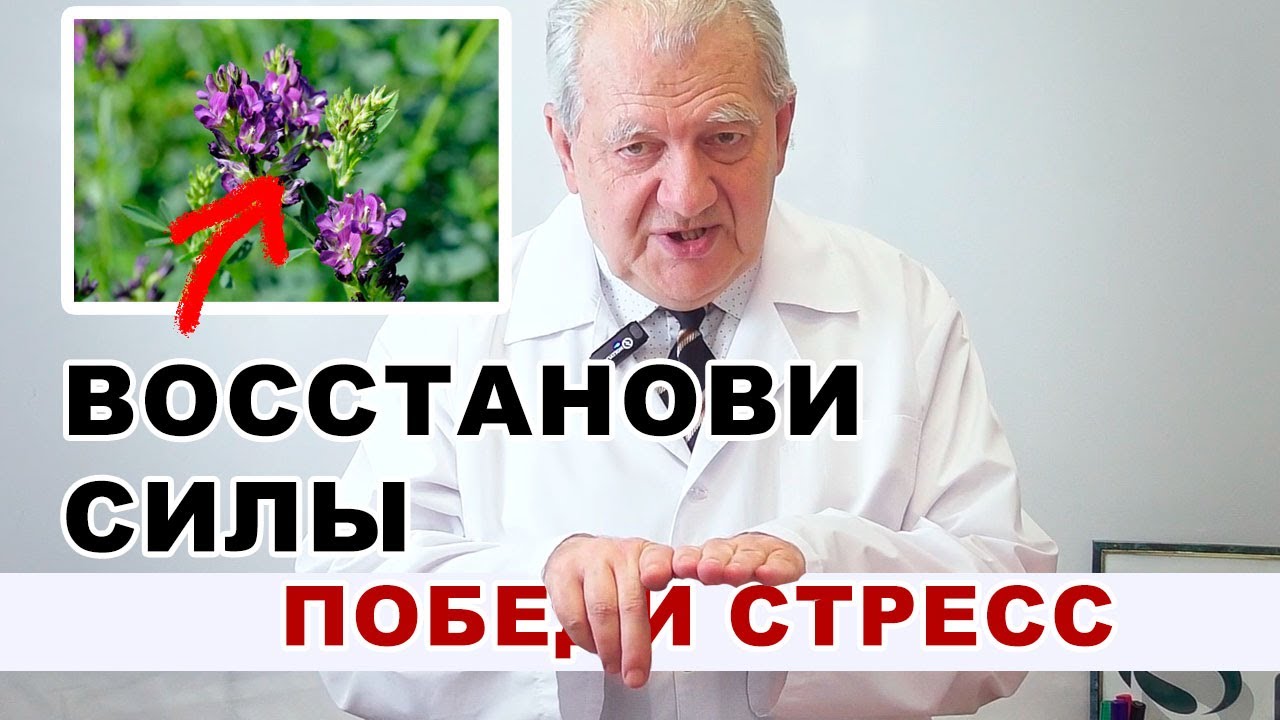 Как адаптоген ЛЮЦЕРНА спасает ваш мозг и гормоны от стресса — революция в восстановлении организма смотреть онлайн