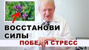 Как адаптоген ЛЮЦЕРНА спасает ваш мозг и гормоны от стресса — революция в восстановлении организма