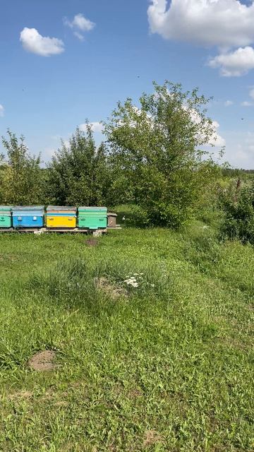 Начал зацветать подсолнух 🌻. 8 июля 2026 #пасека #пчёлы #мёд