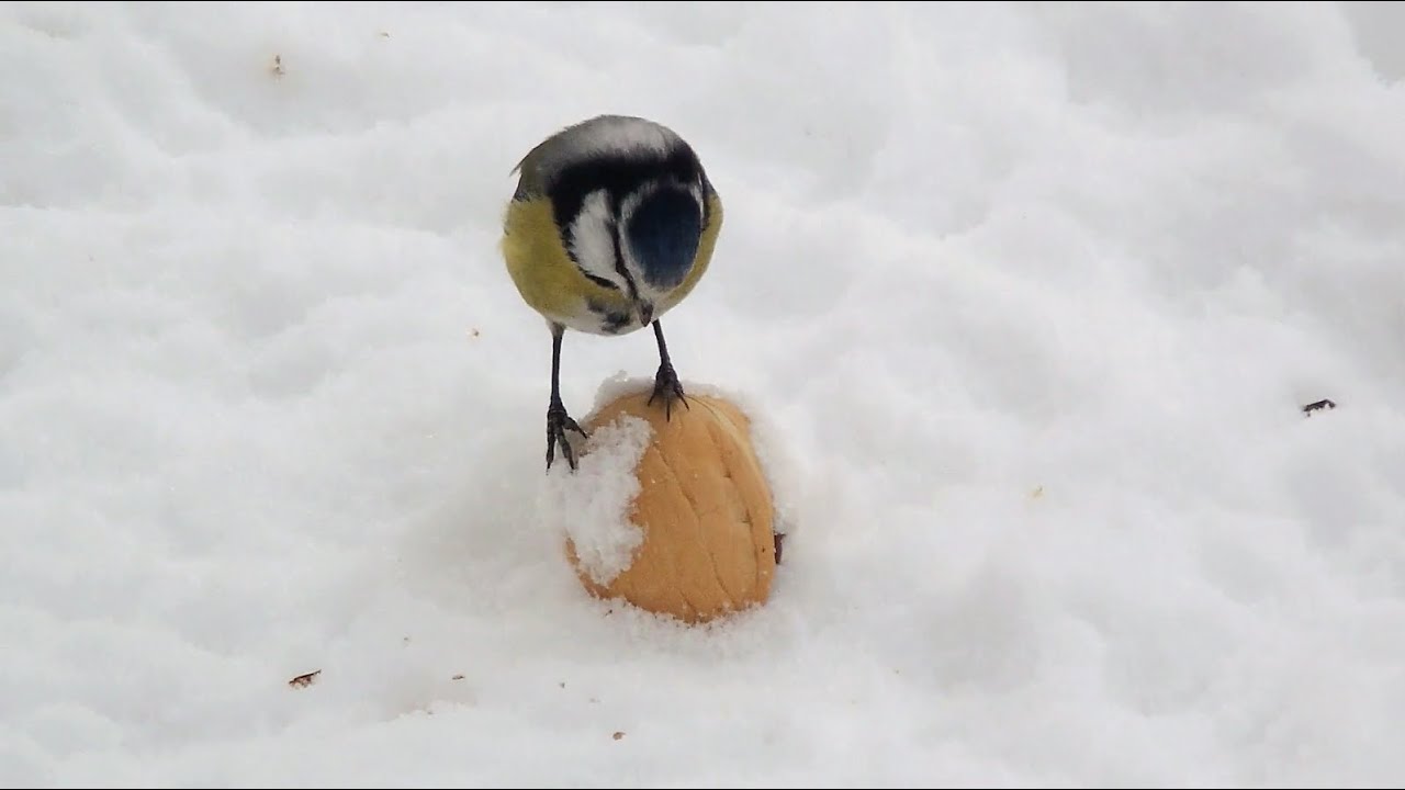 Синицы и грецкий орех / Birds And Walnuts