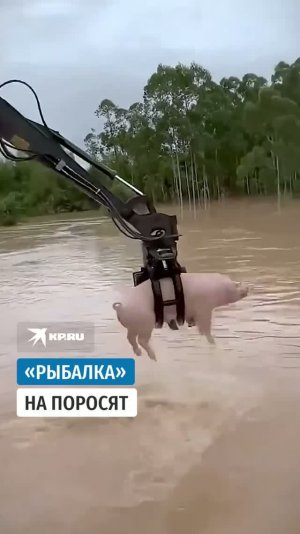 «Рыбалка» на поросят