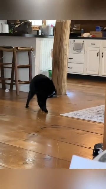 cats смотреть онлайн