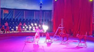 🎪Красочное представление цирка шапито «Арктион» в Новосибирске