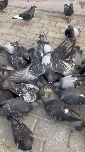 Голубь не тётка